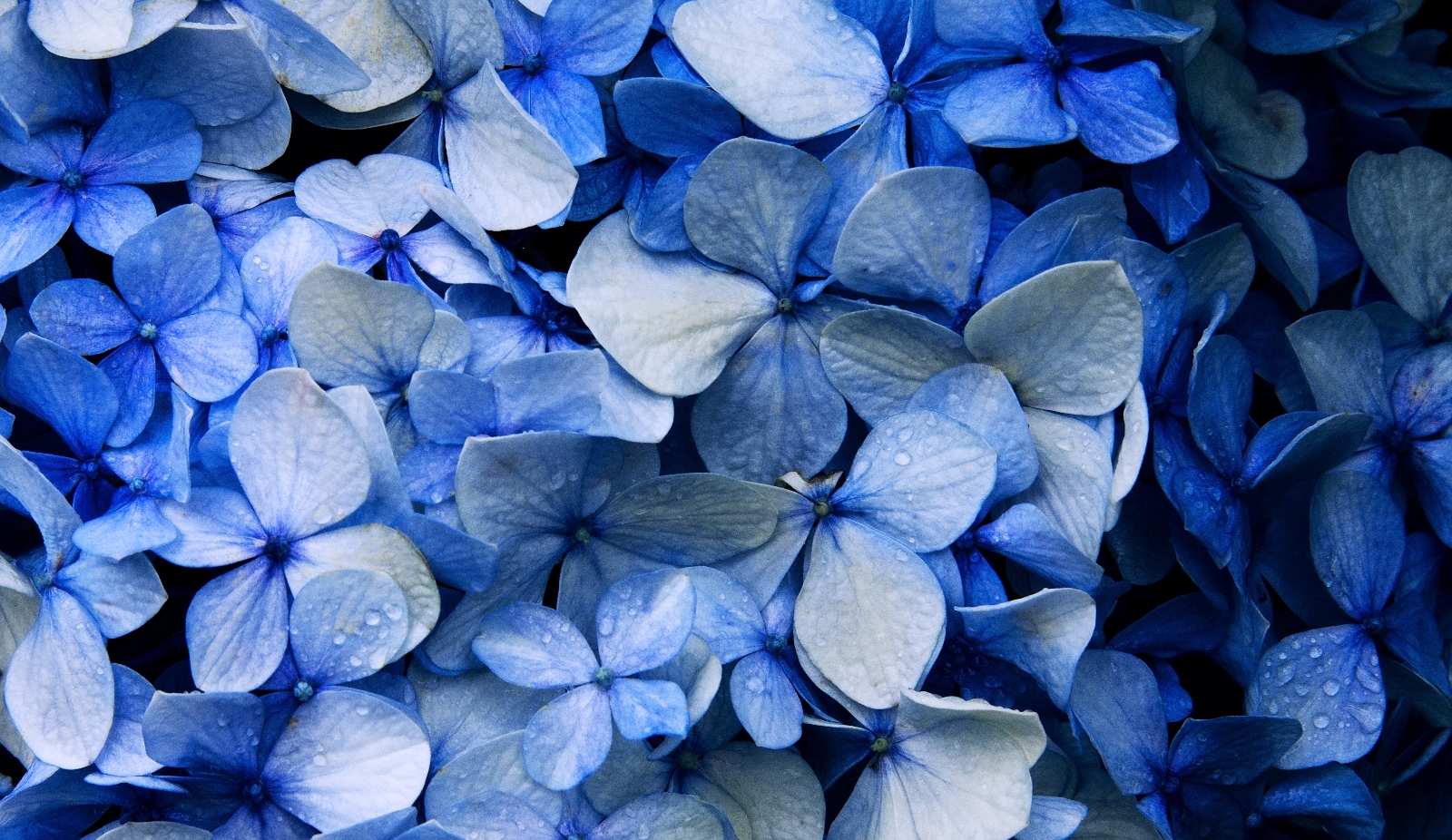 An close-up image of a group of cruciform flowers.